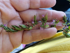 Lythrum tribracteatum