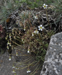 Saxifraga fragosoi