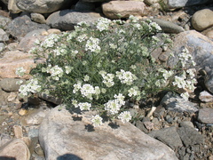 Smelowskia alba
