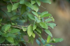 Lantana involucrata