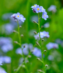 Myosotis decumbens