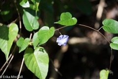 Jacquemontia pentanthos
