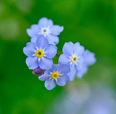 Myosotis decumbens