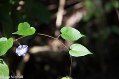 Jacquemontia pentanthos
