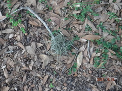 Tillandsia recurvata image