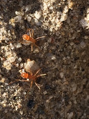 Endiodioctes
