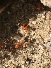 Endiodioctes