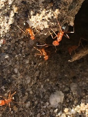 Endiodioctes