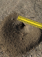 Endiodioctes