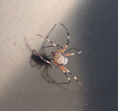 Nephilingis cruentata