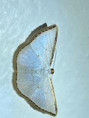 Leuciris fimbriaria