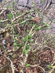 Sedum frutescens