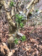 Sedum frutescens