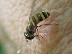 Eupeodes americanus