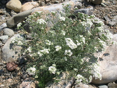 Smelowskia alba