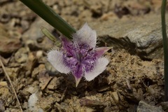 Calochortus elegans nanus