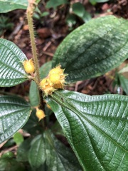 Miconia alternidomatia