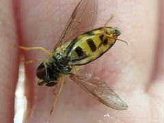 Eupeodes americanus