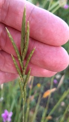 Brachypodium phoenicoides