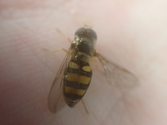 Eupeodes americanus