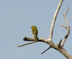Crithagra sulphurata