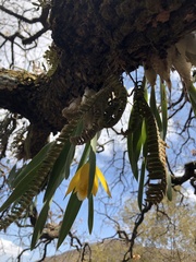 Prosthechea karwinskii