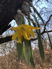 Prosthechea karwinskii