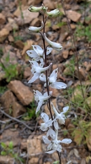 Delphinium carolinianum virescens