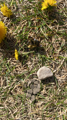Bombus