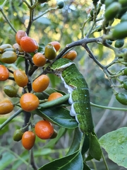 Micromelum minutum