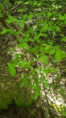 Vaccinium shastense nevadense