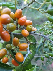 Micromelum minutum