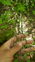 Vaccinium shastense nevadense