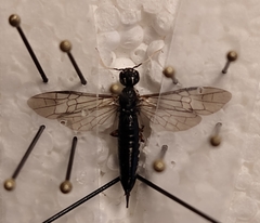 Xiphydria maculata