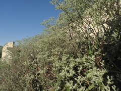 Eriogonum giganteum