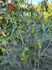 Micromelum minutum