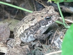 Incilius mazatlanensis