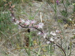 Bombus californicus