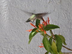 Calypte costae