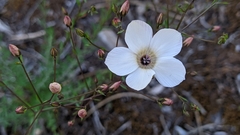 Linum suffruticosum