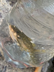 Pimelodus maculatus