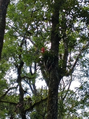 Tillandsia imperialis