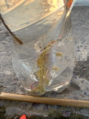 Pimelodus maculatus