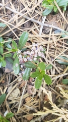 Ceanothus prostratus prostratus