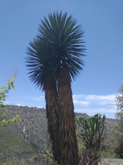 Yucca carnerosana