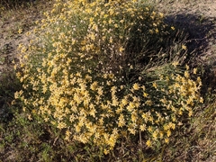 Genista umbellata