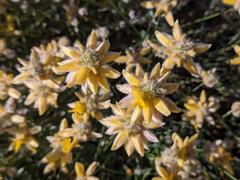 Genista umbellata