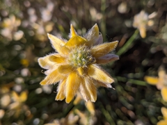 Genista umbellata