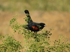 Agelaius phoeniceus californicus