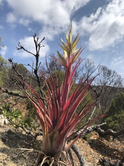 Tillandsia hintoniana